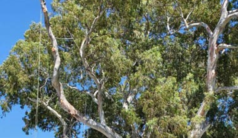 Cranesaw Tree Services Cranesaw Tree Services