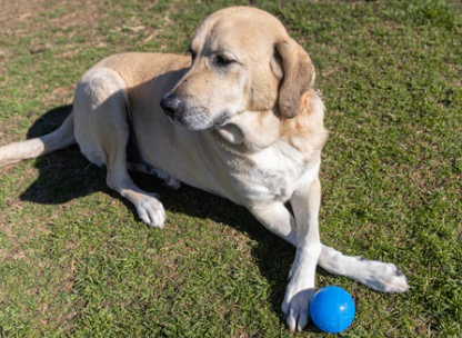 Virtually Indestructible Dog Ball – Rahrdog Virtually Indestructible Dog Ball – Rahrdog