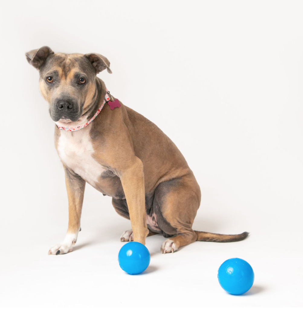 Buy Dog Ball – Rahrdogs
