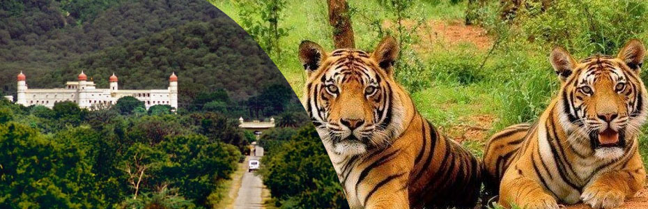 Sariska safari online booking | sariskasafari.org Sariska safari online booking | sariskasafari.org