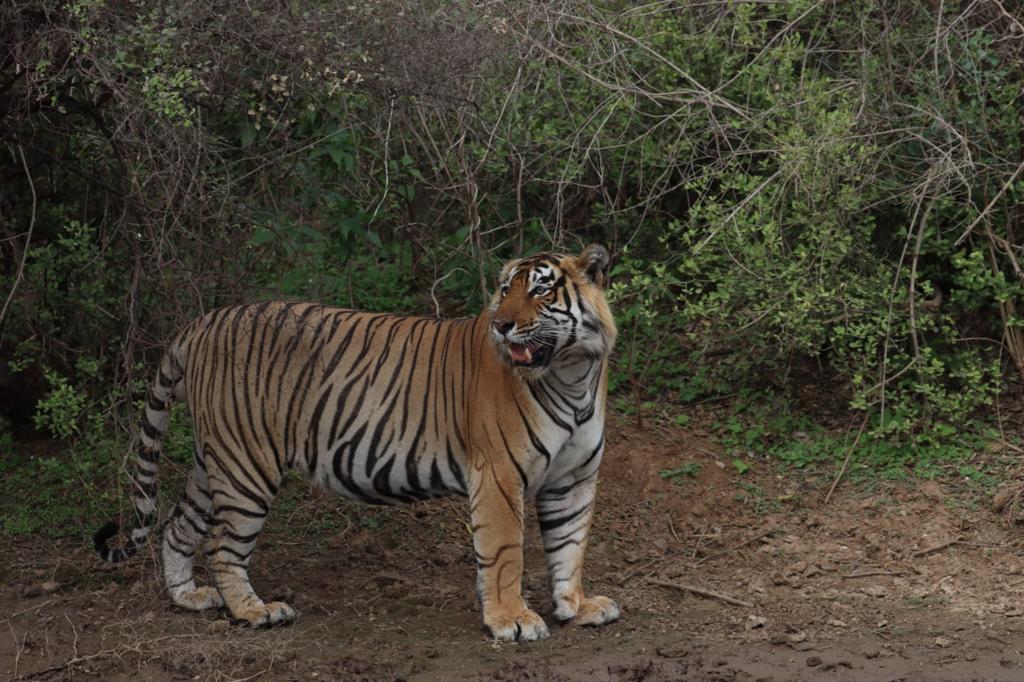 Sariska Safari Tiger Reserve Online Booking  | sariskasafari.org