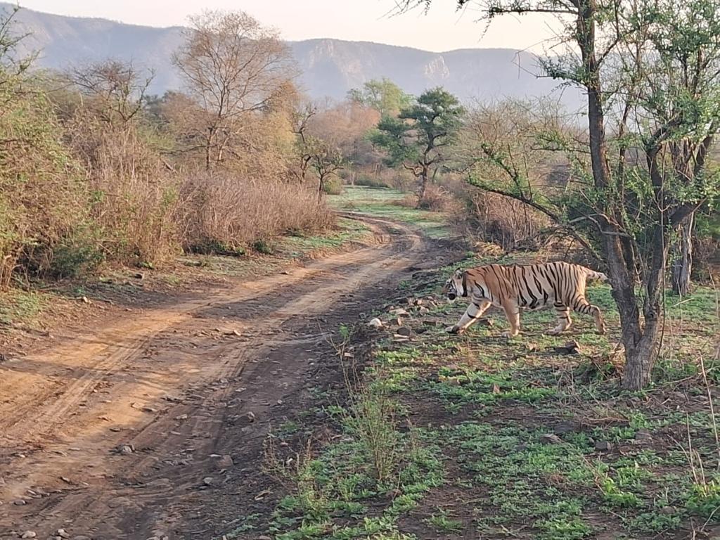 Sariska safari booking | sariskasafari.org