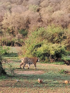 Sariska safari booking | sariskasafari.org