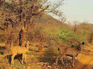 Sariska safari Online booking  | sariskasafari.org