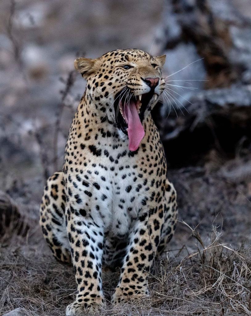 Sariska Safari Tiger Reserve Online Booking  | sariskasafari.org