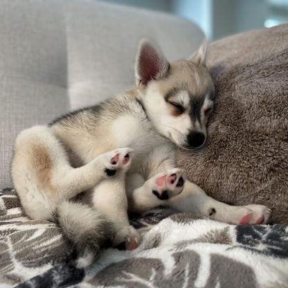 klee kai puppies for sale
