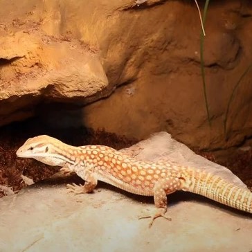 Shop Reptile Heat Lamp – Free Shipping & 1-Year Warranty! Shop Reptile Heat Lamp – Free Shipping & 1-Year Warranty!