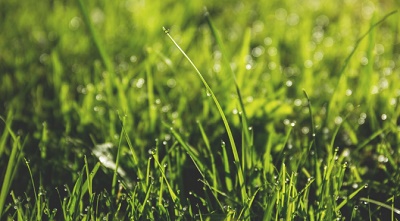 Lawn Mowing Kingsford: Affordable Garden Maintenance Services