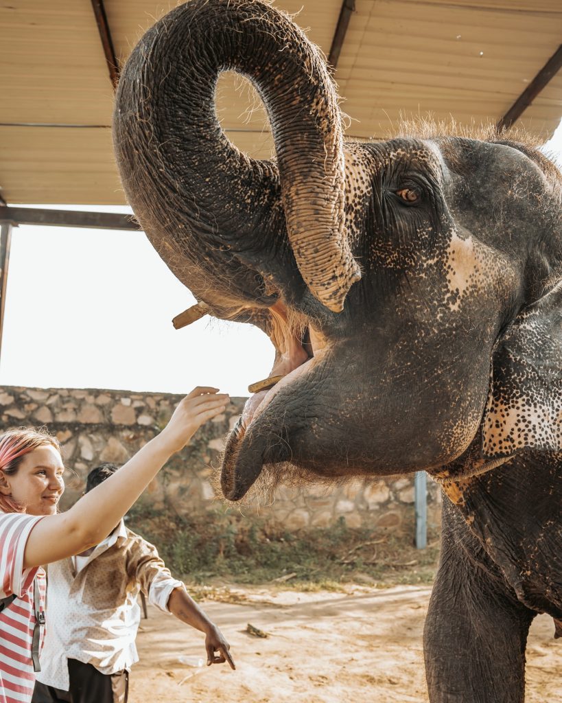 Visit the Best Elephant Sanctuary in Jaipur – Elefriendride Visit the Best Elephant Sanctuary in Jaipur – Elefriendride