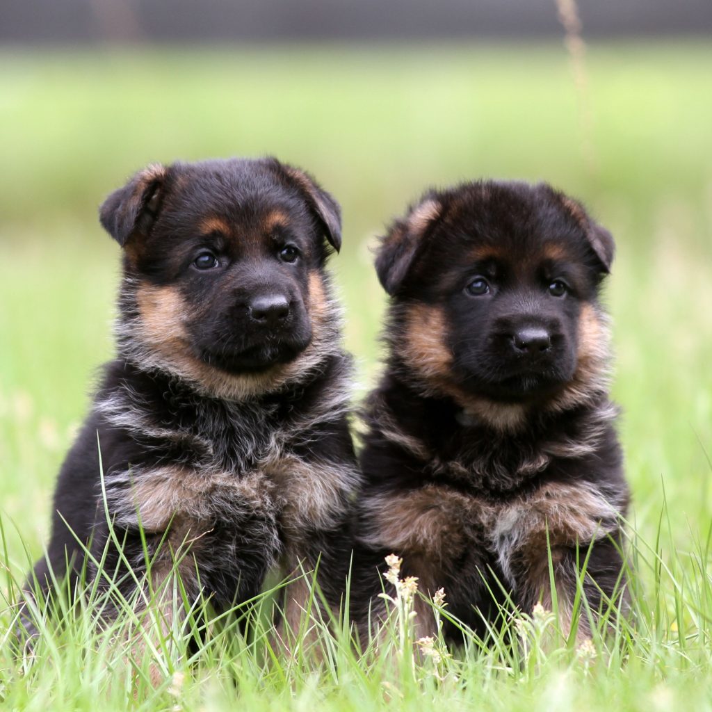 Adult German Shepherds for Sale | Well-Trained & Ready to Join Your Family