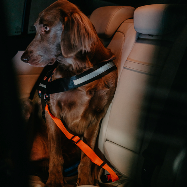 For your dog’s safety and comfort, there are seat belts and muzzles for any situation.