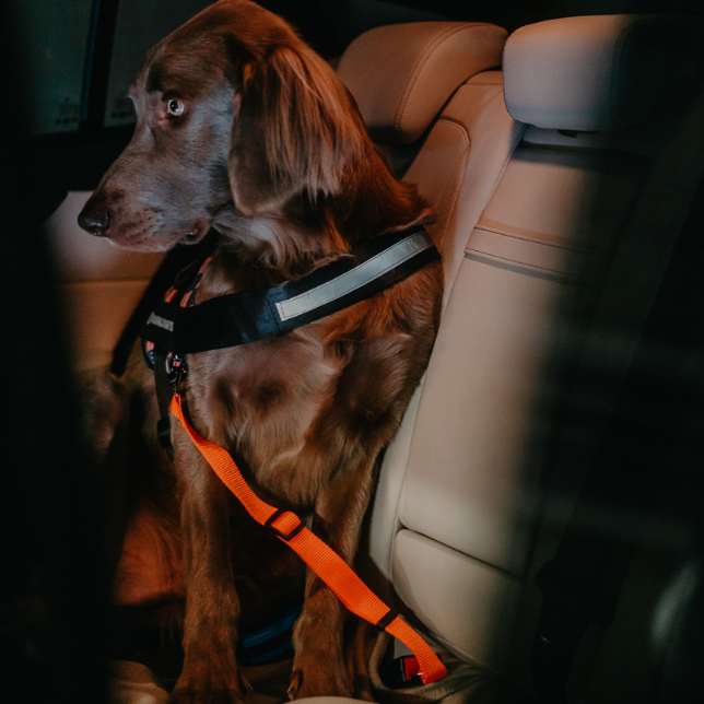 For your dog’s safety and comfort, there are seat belts and muzzles for any situation. For your dog’s safety and comfort, there are seat belts and muzzles for any situation.