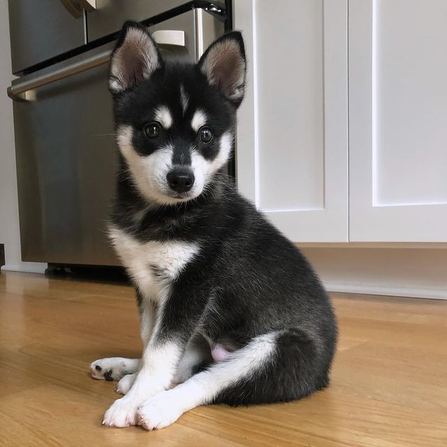 Alaskan Husky Puppies for Sale Beautiful and Loyal Companions Await Alaskan Husky Puppies for Sale Beautiful and Loyal Companions Await