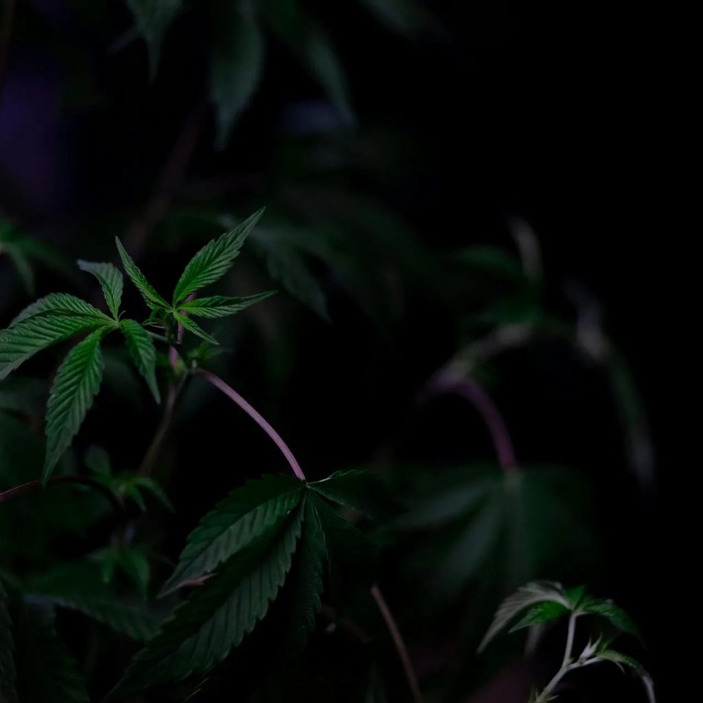 Bethesda MD Dispensary: Trusted Local Cannabis Store