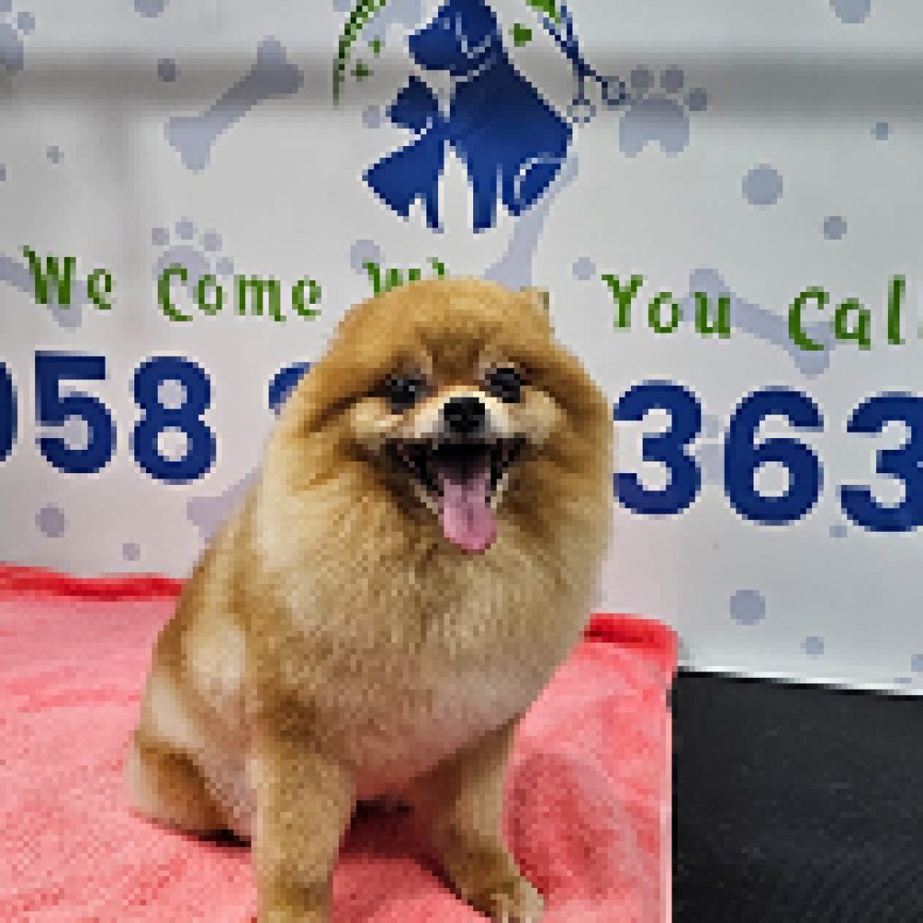 Mobile eye cleaning for pets—on-site care you can trust