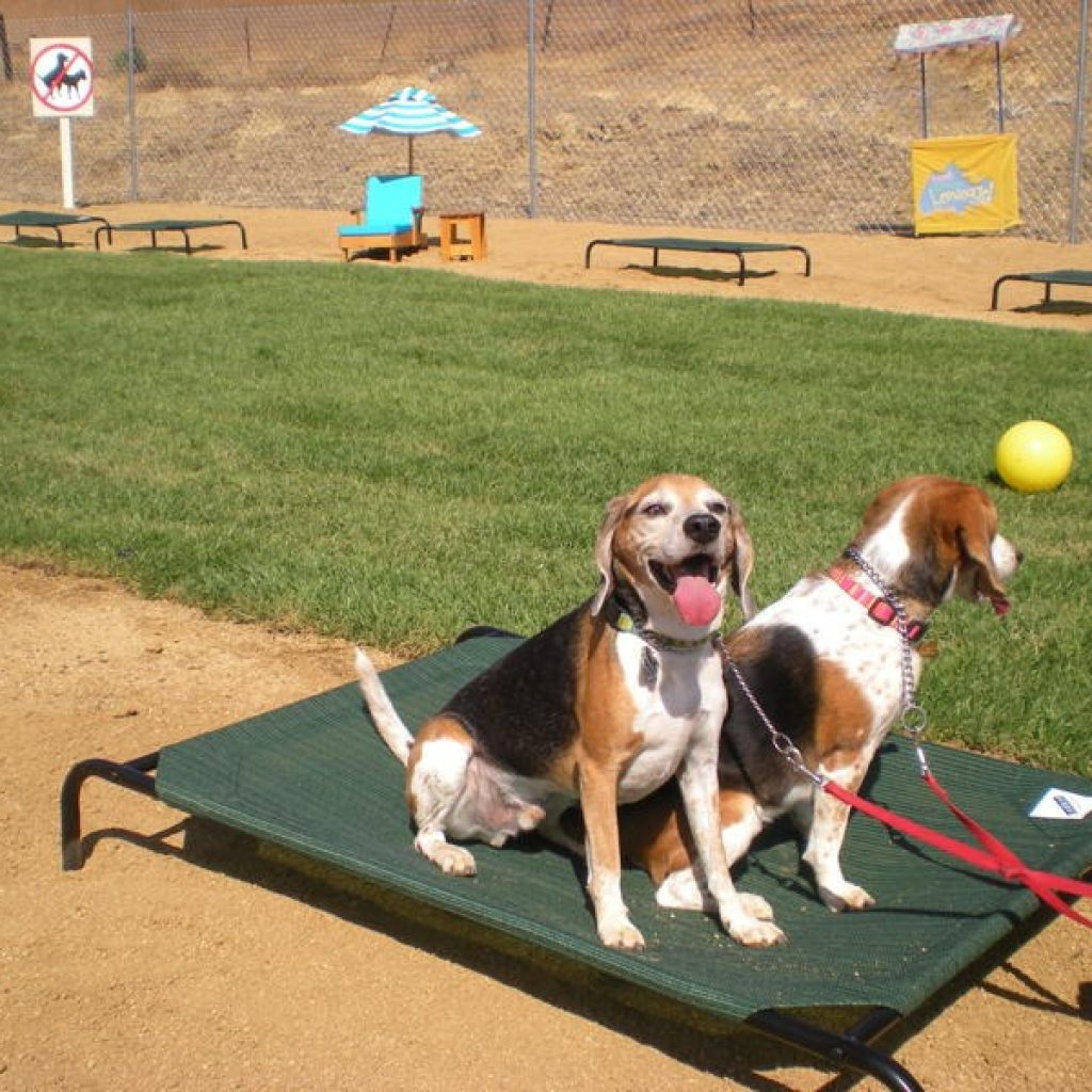 Top Choice for Best Pet Boarding USA
