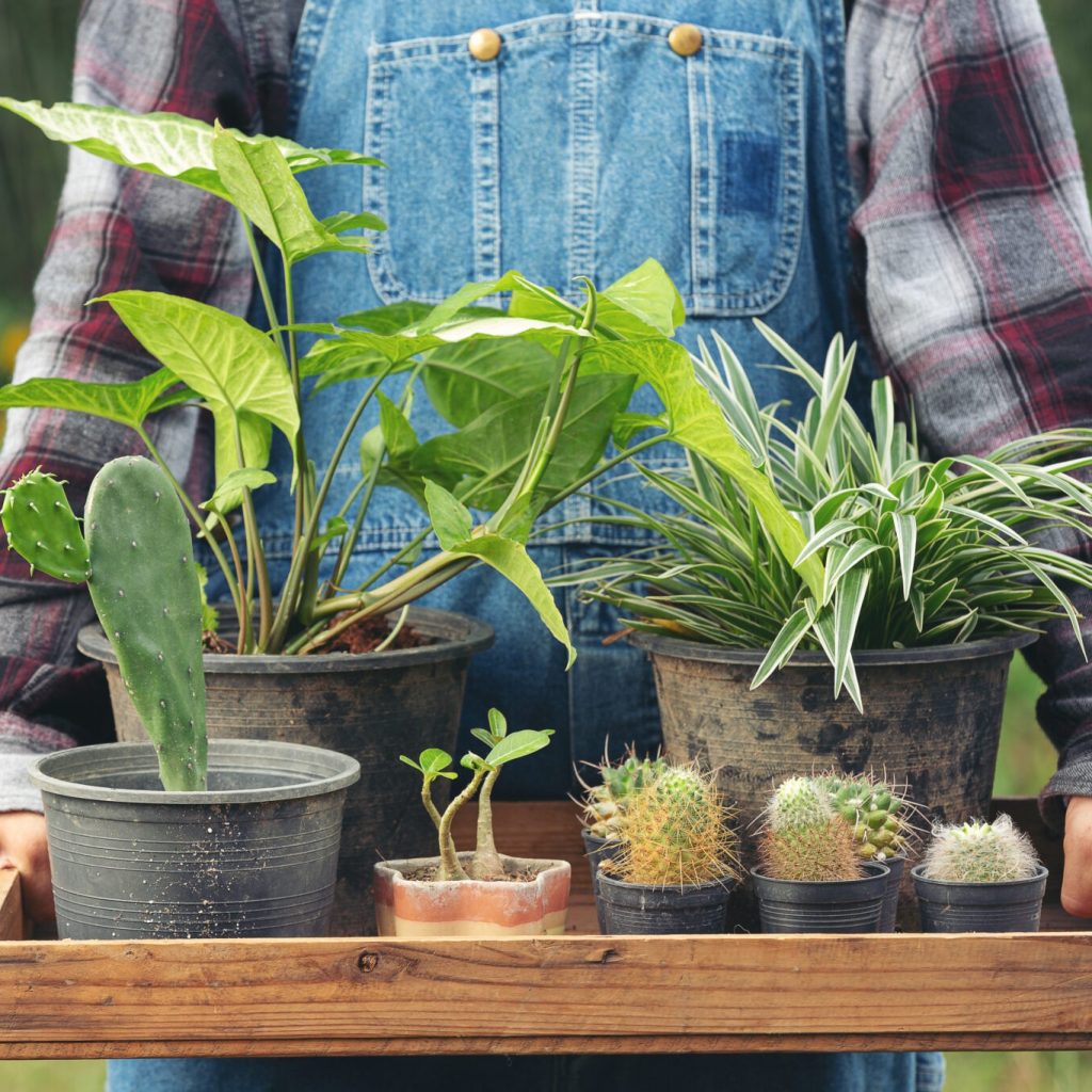 Online marketplace for small farms: connect buyers and sellers Online marketplace for small farms: connect buyers and sellers