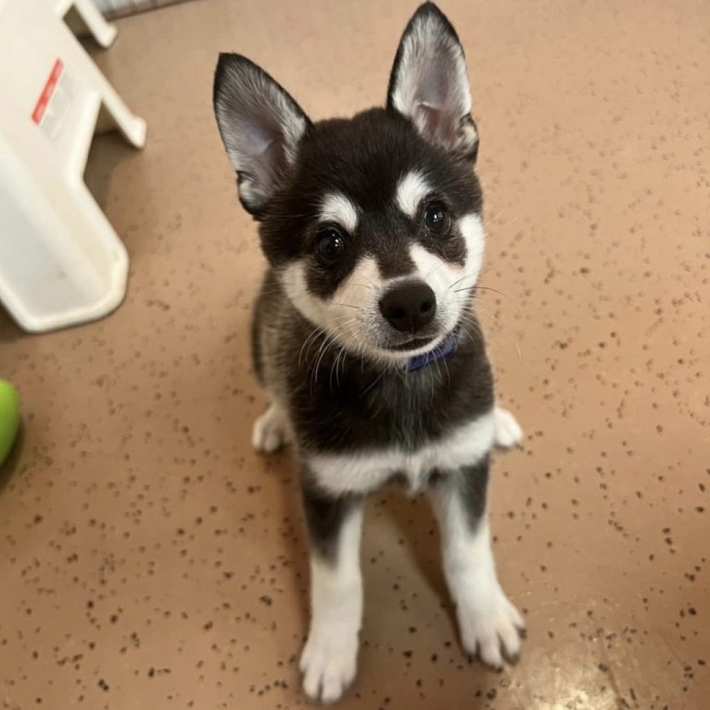 Klee Kai Puppy: Tiny, Spirited Companion for Active Homes
