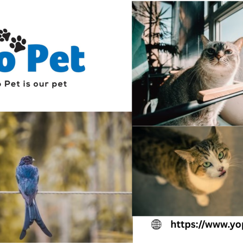 Blue Ribbon Wood Pellet | Yopet.co.uk Blue Ribbon Wood Pellet | Yopet.co.uk