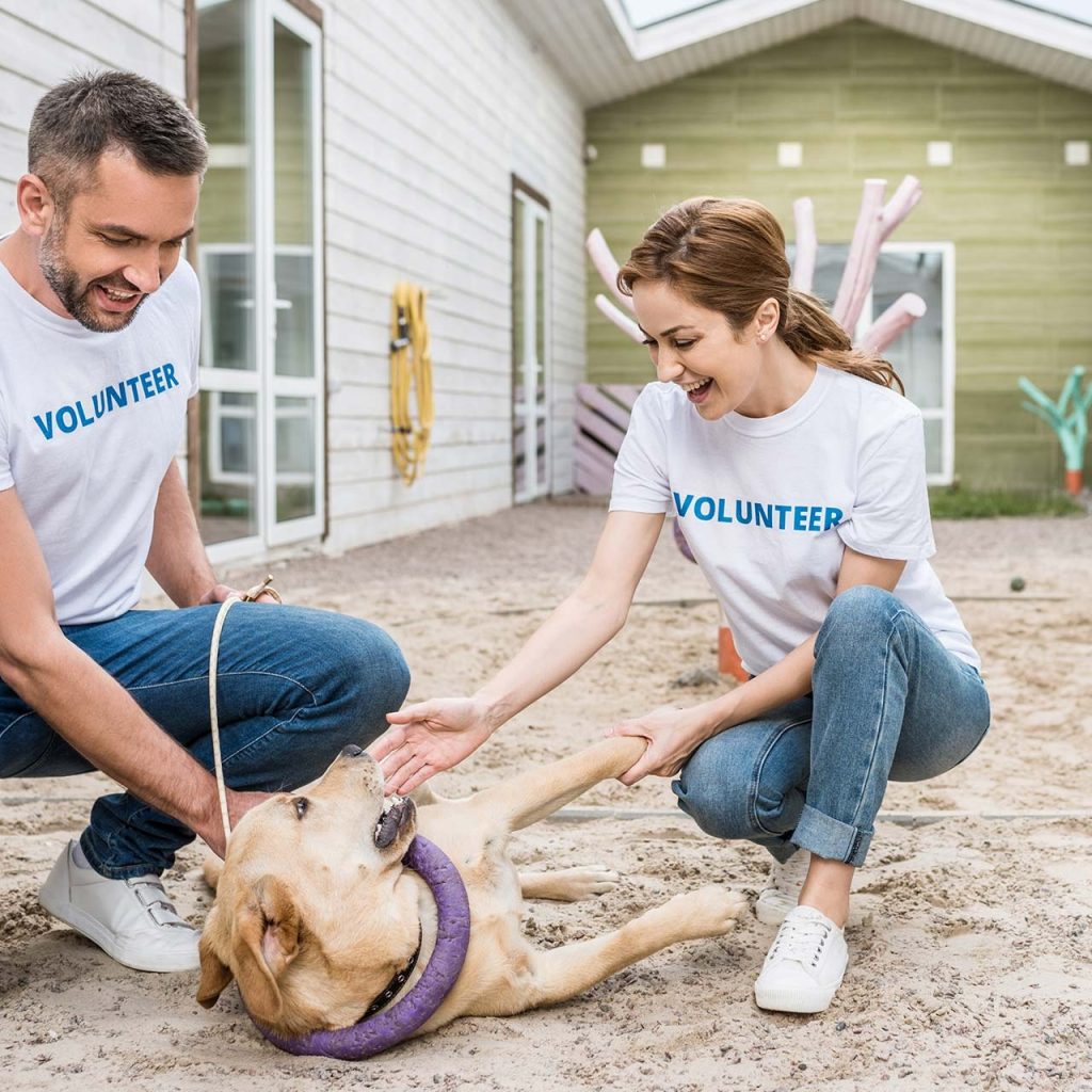 Find perfect dog play dates with a smart planning app