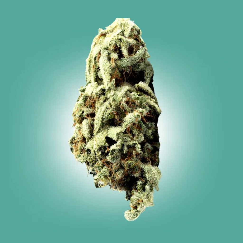 Premium THCA in Houston: Shop Top-Shelf Cannabis Goods Premium THCA in Houston: Shop Top-Shelf Cannabis Goods