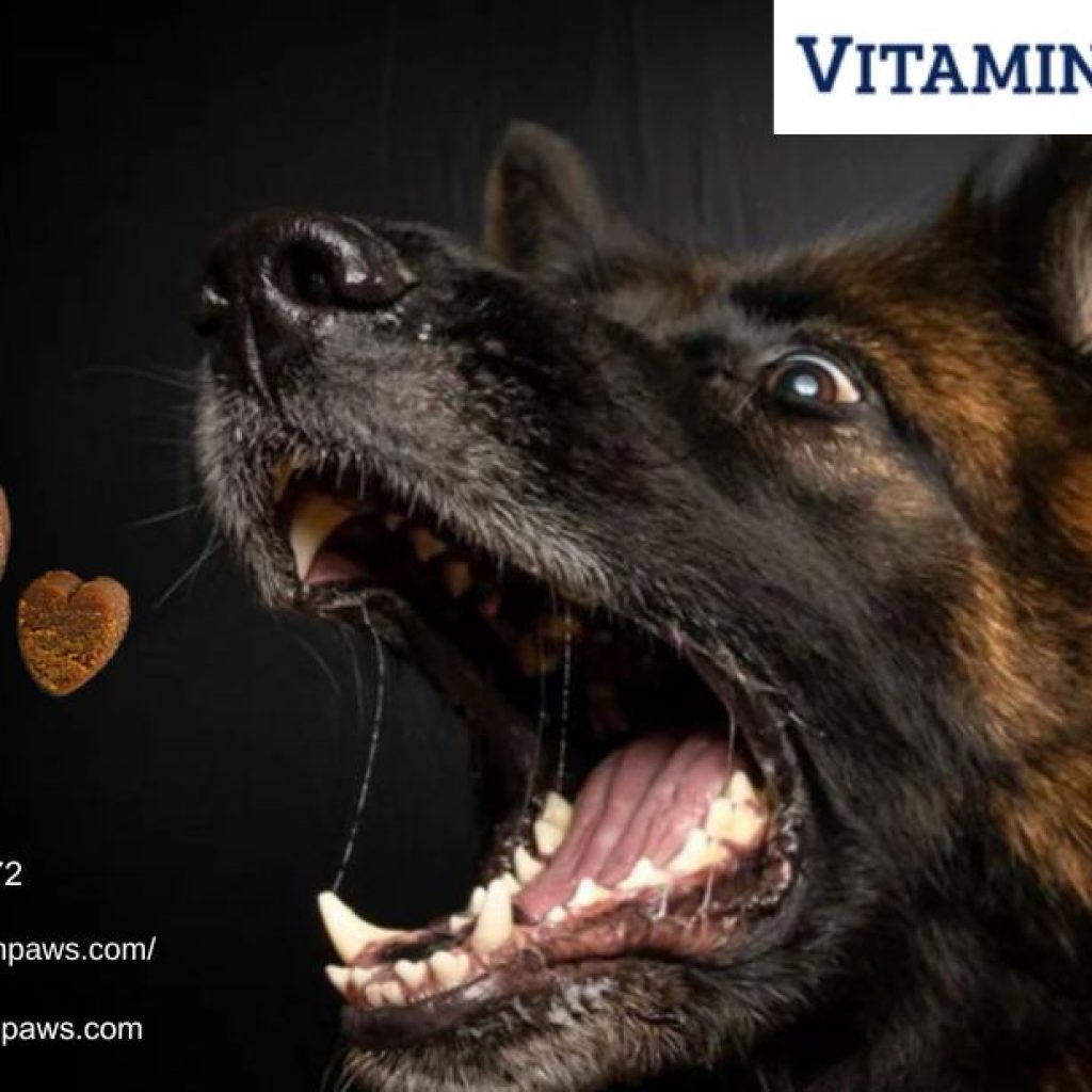 Glucosamine For Dogs | Vitaminpaws.com