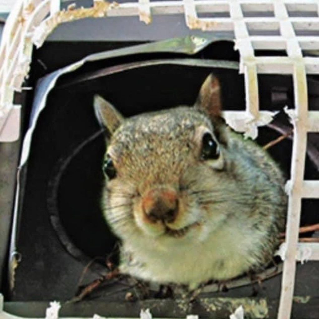 Reliable pest management in Dingmans Ferry you can trust Reliable pest management in Dingmans Ferry you can trust