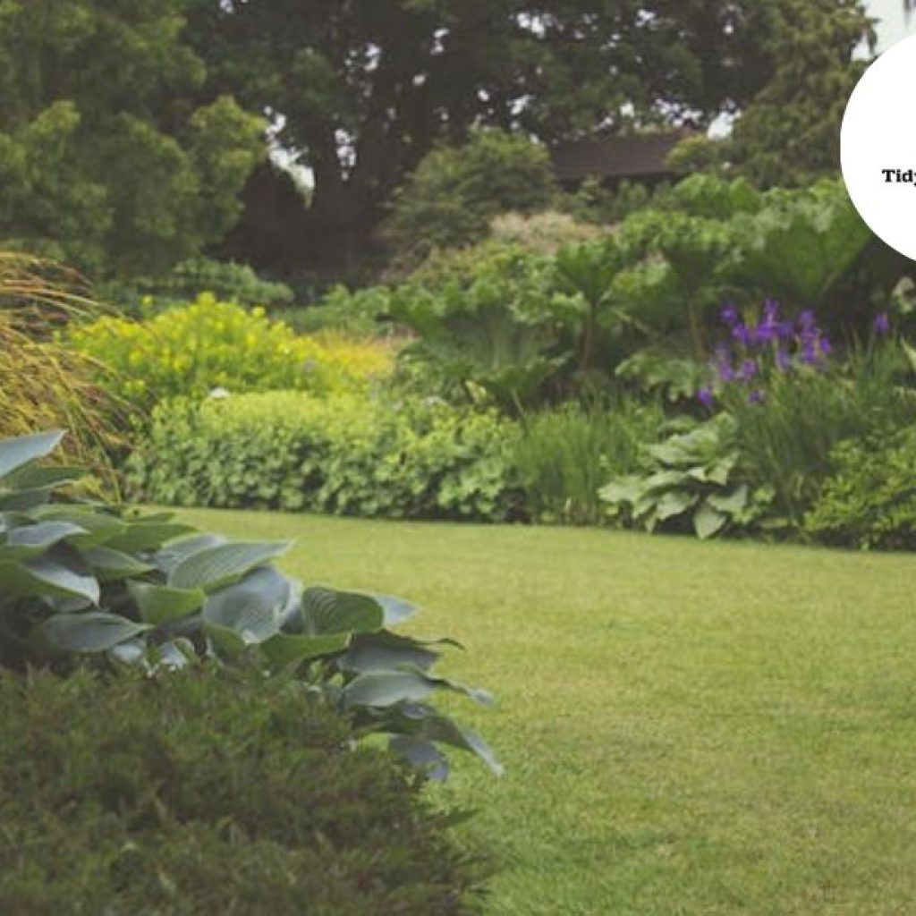 Expert Lawn Shaping for a Neater, Healthier Lawn Expert Lawn Shaping for a Neater, Healthier Lawn