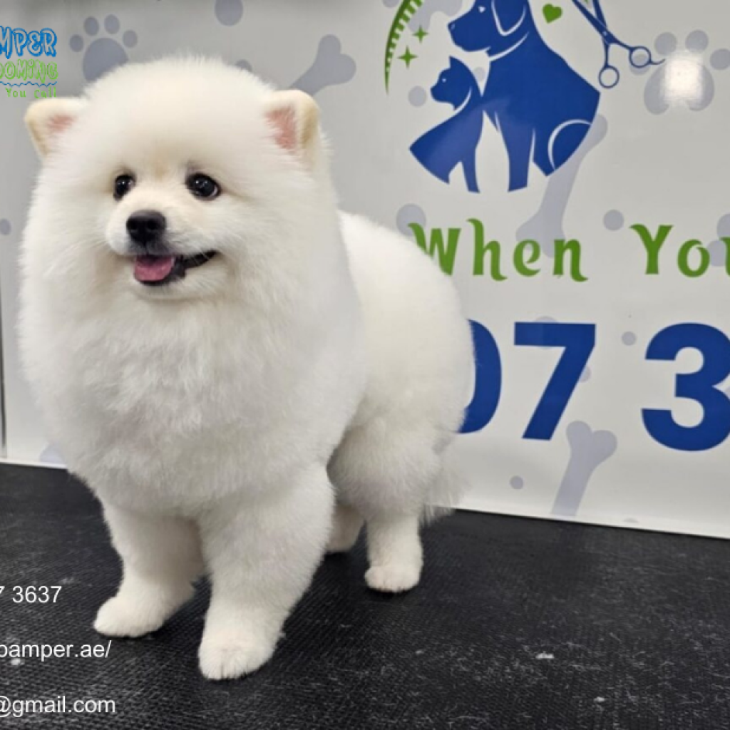 Mobile Pet Grooming Dubai | Poshpamper.ae