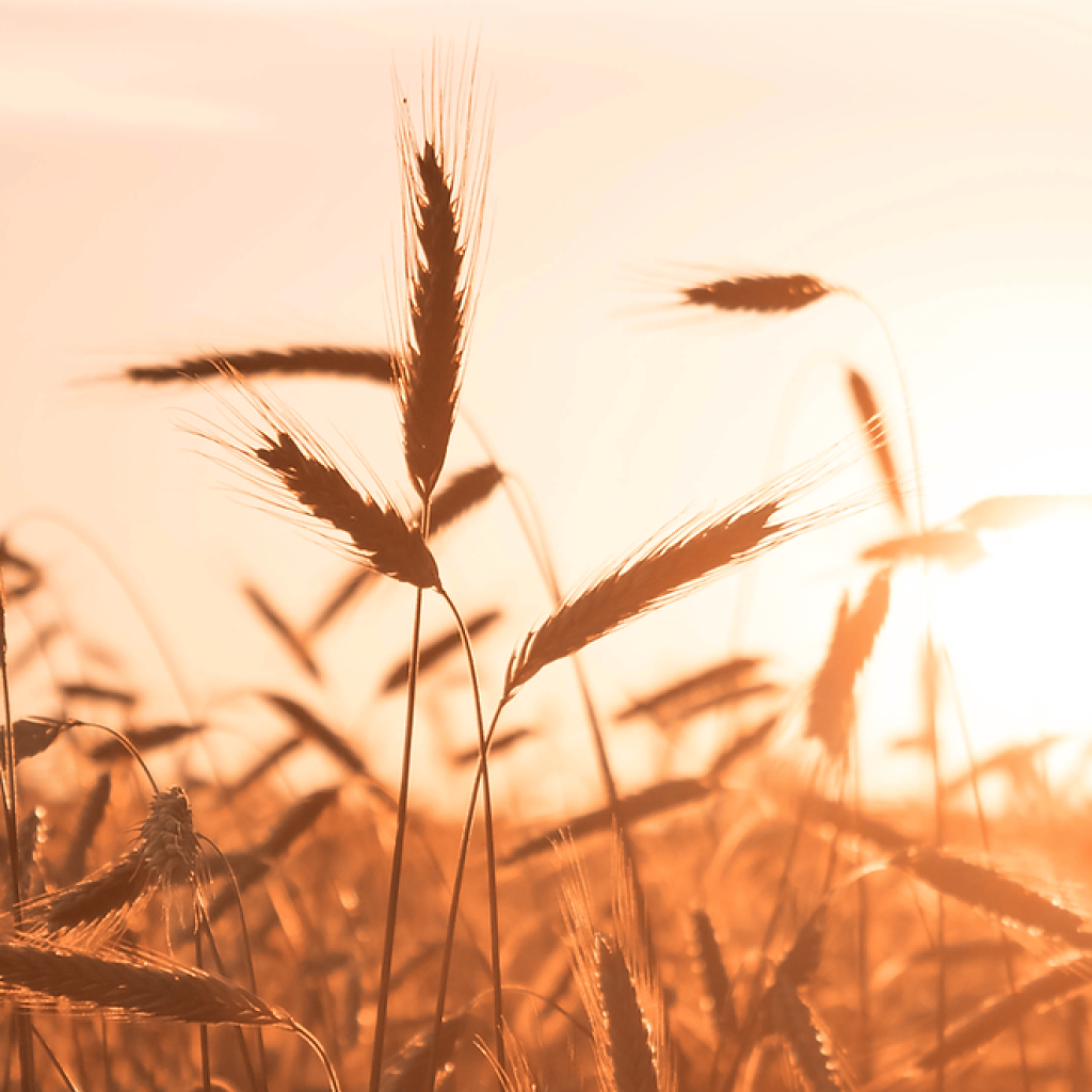 Healing After Trauma: Evidence‑Based Paths to Recovery