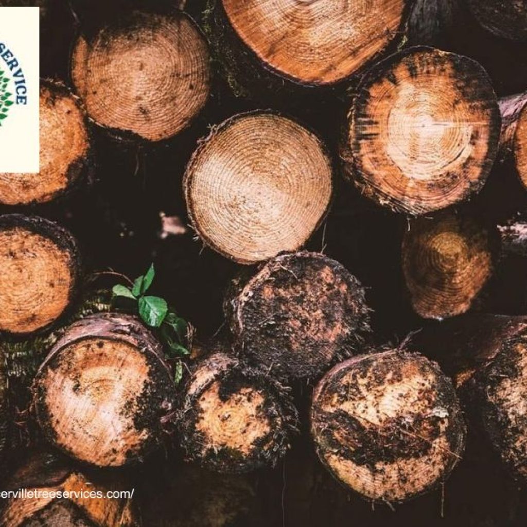 Get Safe and Efficient Solutions with Professional tree removal placerville