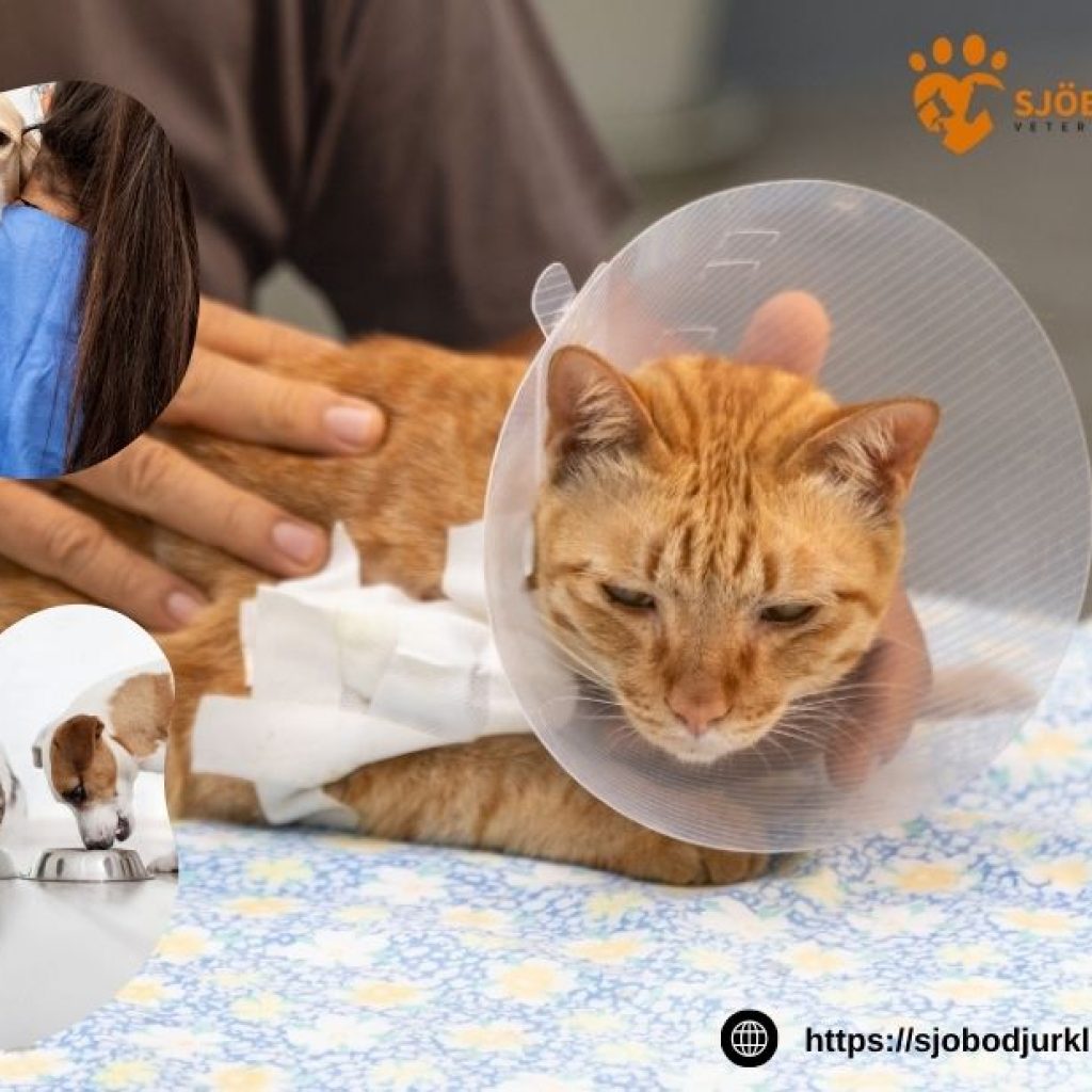 Expertvård för smådjur nära Veberöd – omtanke och kompetens