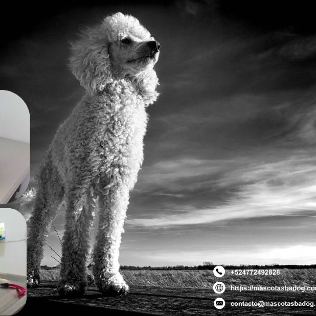 Accesorios para perros en León, Gto: calidad y estilo para tu peludo