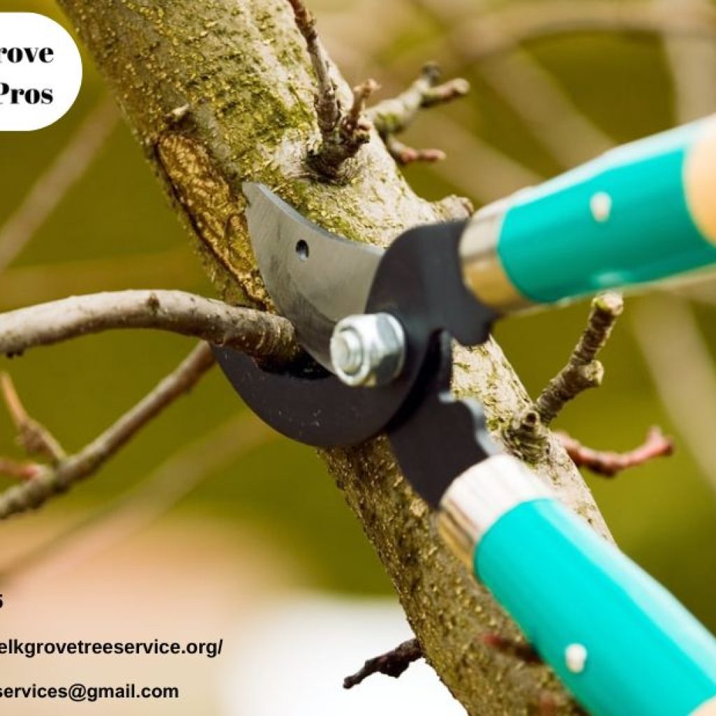 Local Elk Grove Tree Service You Can Trust