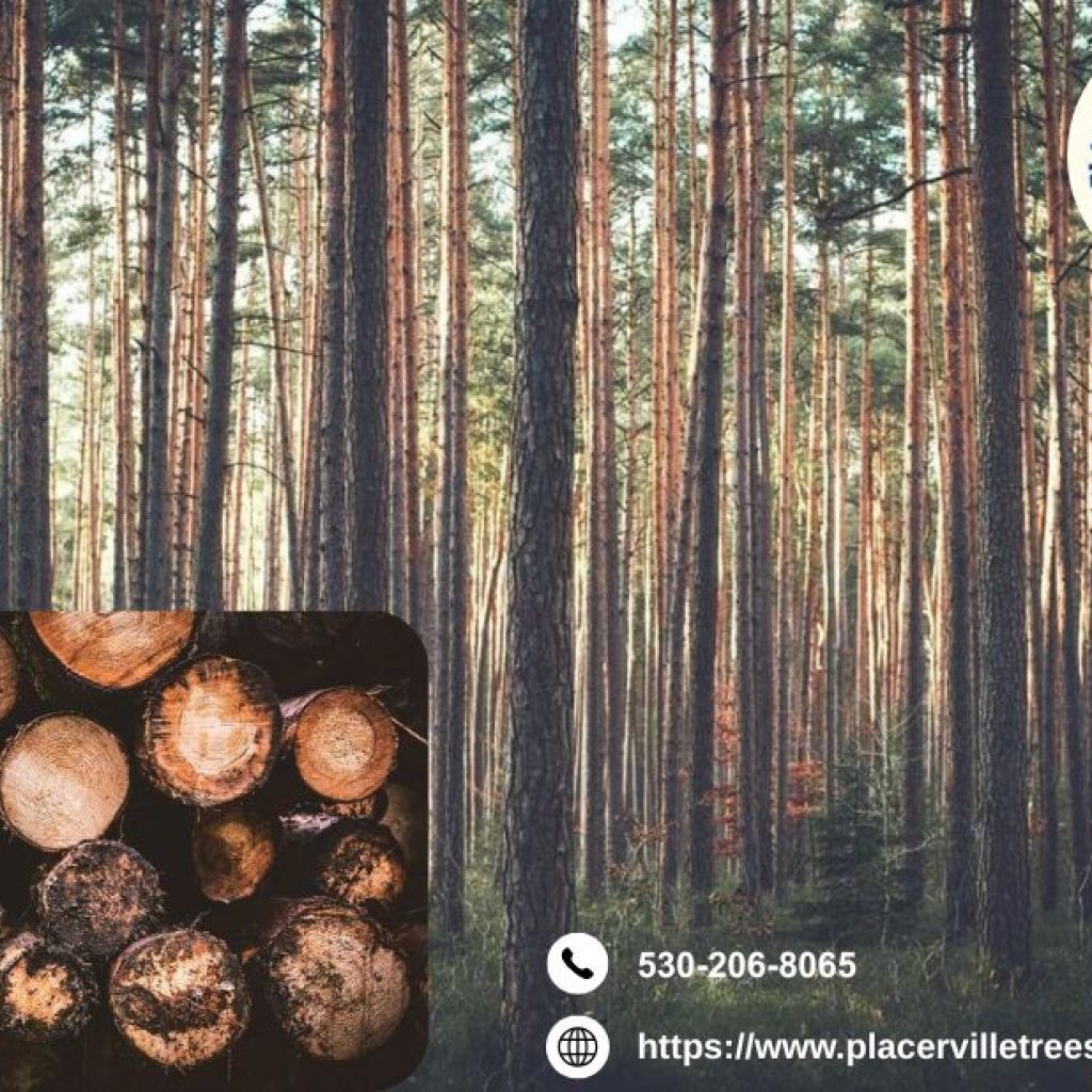 Keep Your Trees Beautiful and Strong with Trusted tree service placerville