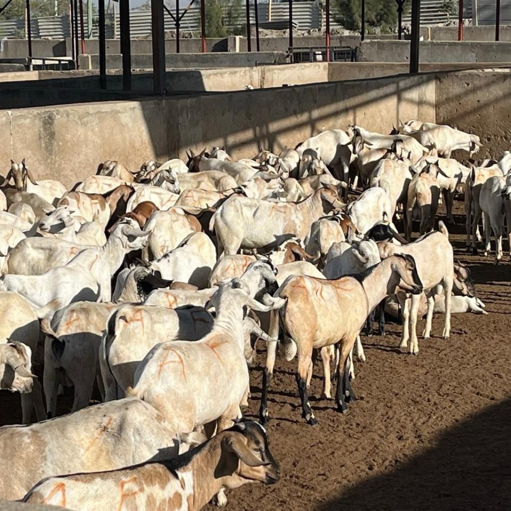 Ethically Sourced Halal Goat Meat in Large Quantities