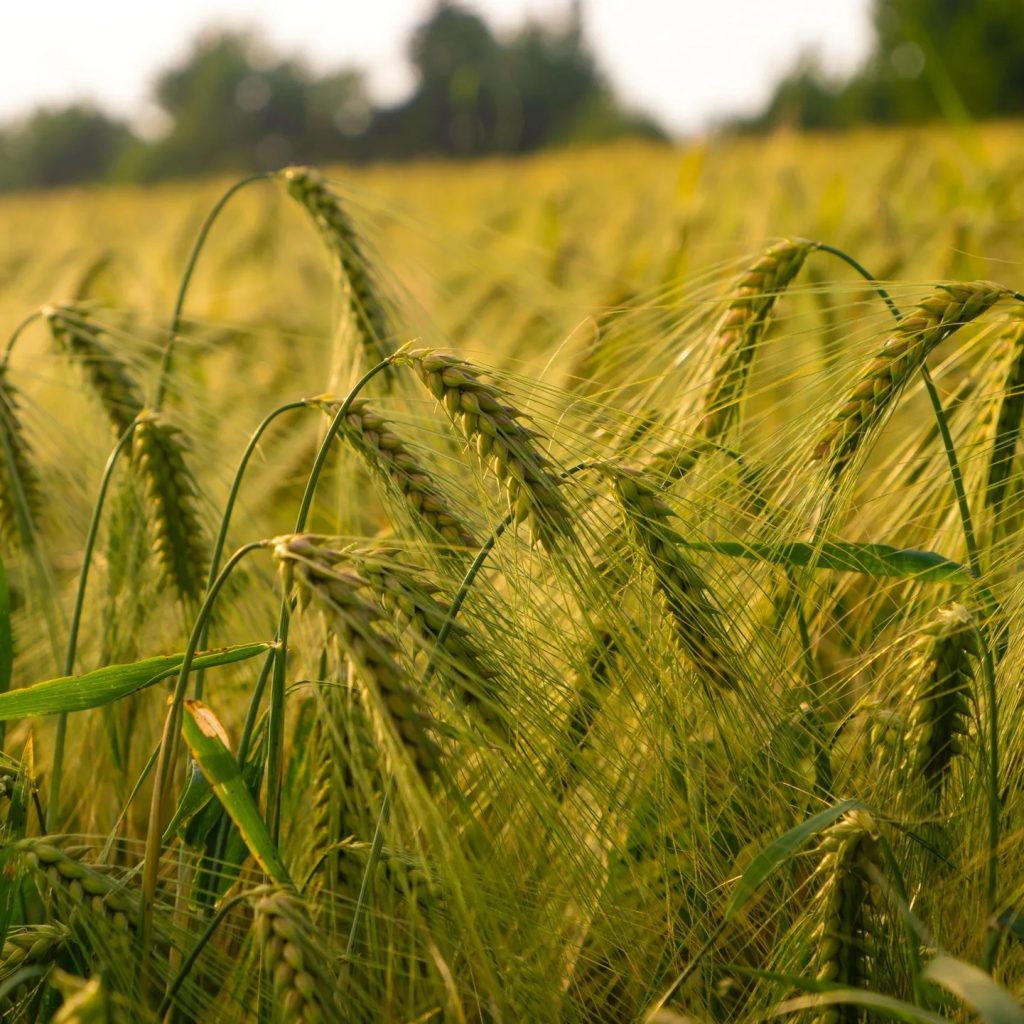 Efficient Tree Planting with a Robust Auger Machine