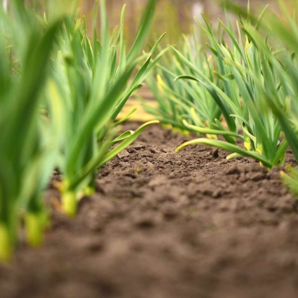 Global Spice Trade Partner: Premium Exports from Tanzania