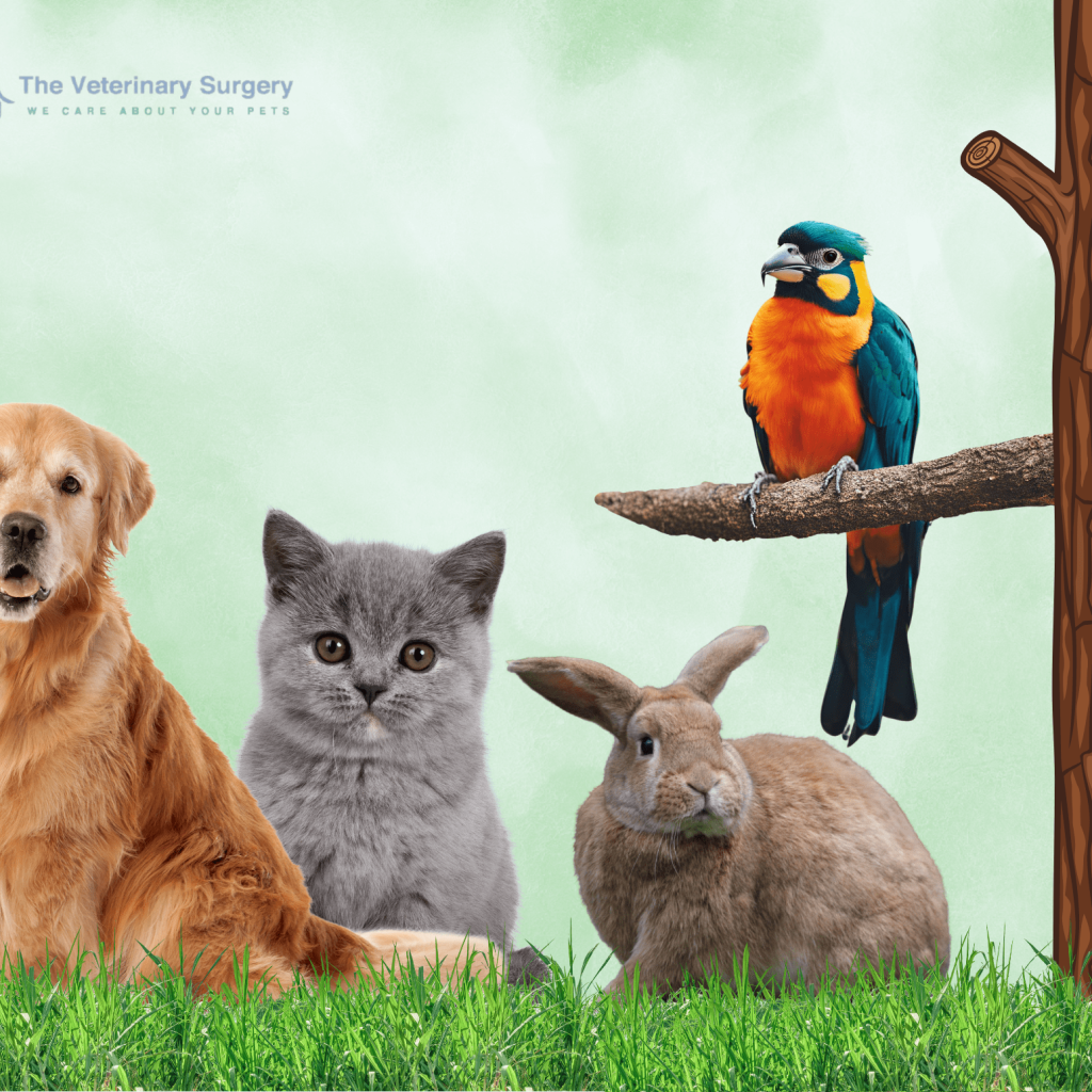 Compassionate Pet Care in Doha and Across Qatar Compassionate Pet Care in Doha and Across Qatar