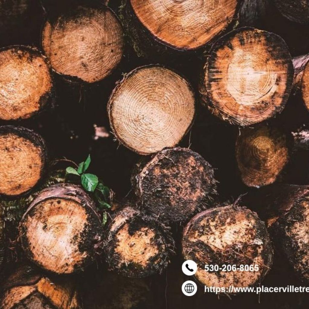 Professional Tree Removal in Placerville