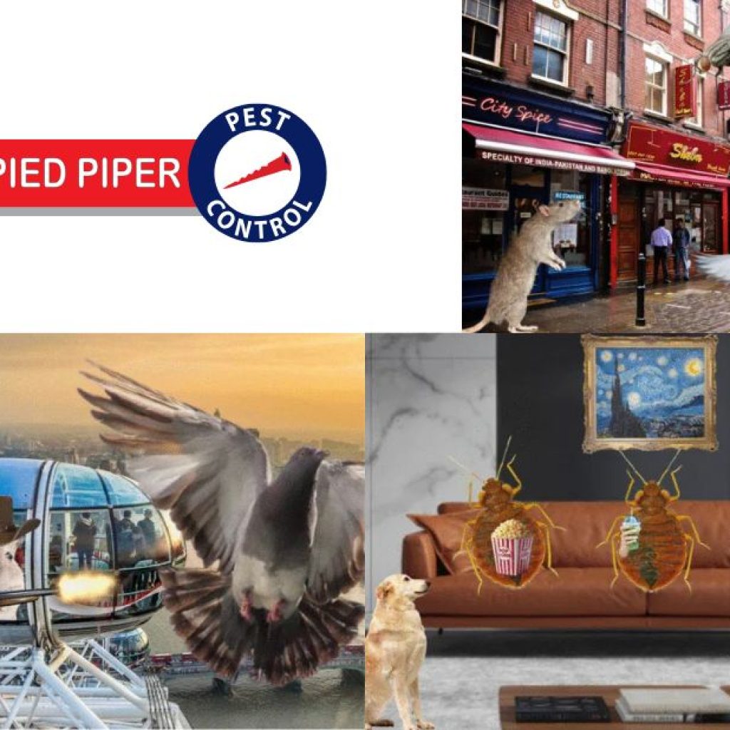Effective Pest Management for Homes and Businesses in Westminster Effective Pest Management for Homes and Businesses in Westminster