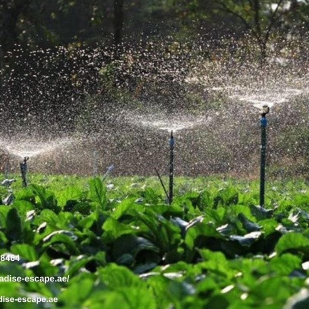 Sustainable Landscape Company Dubai | Paradise-escape.ae Sustainable Landscape Company Dubai | Paradise-escape.ae