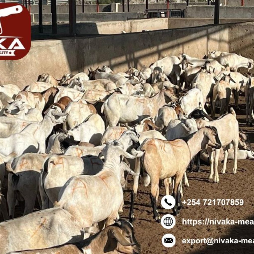 Certified halal-certified goat carcass exporters with premium standards