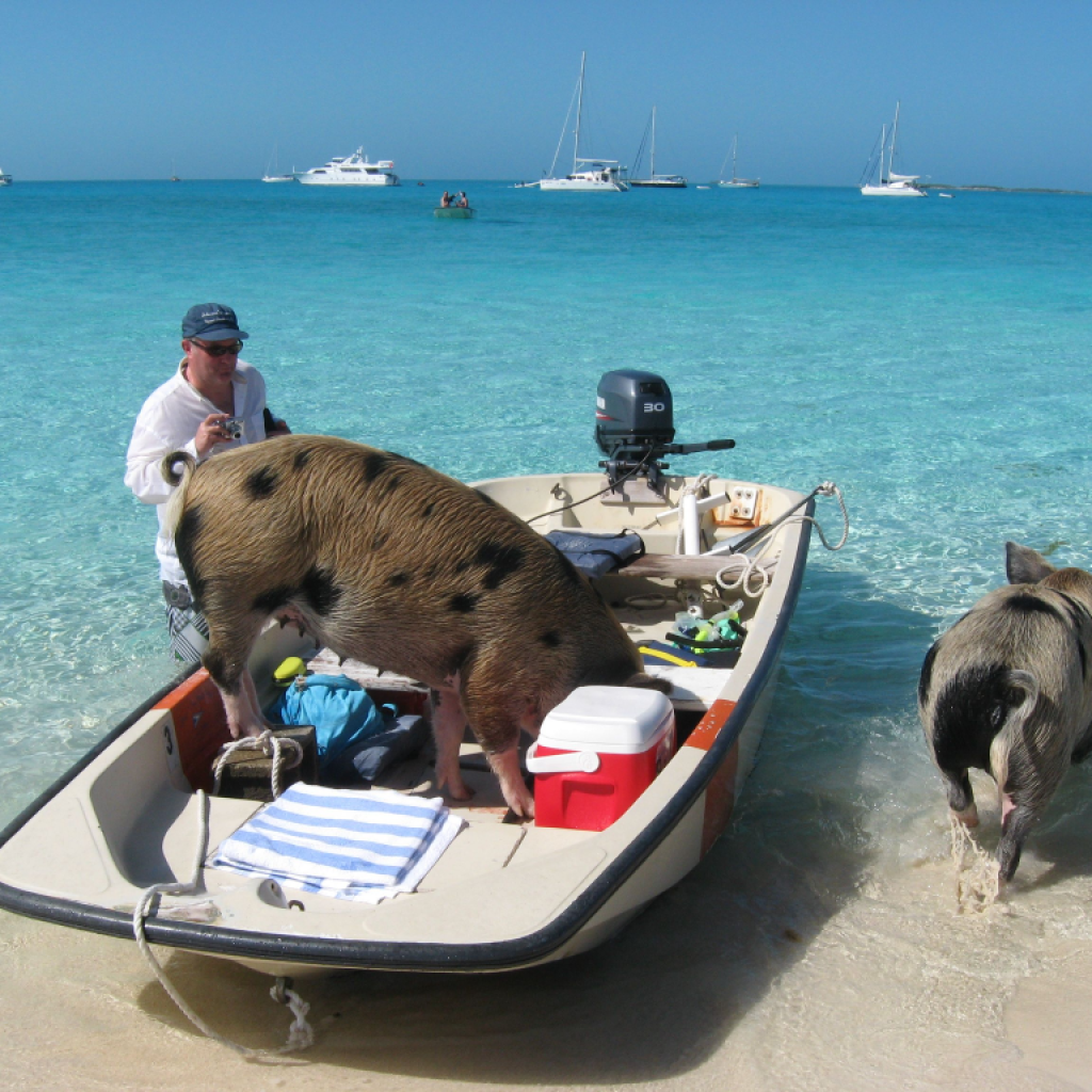 Encounter the famous Bahamas beach pigs: a remarkable nature encounter Encounter the famous Bahamas beach pigs: a remarkable nature encounter