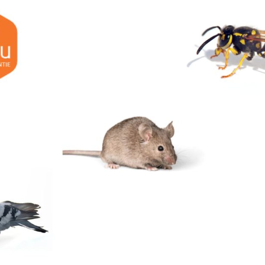 Humane Bird Deterrents: Safe, Effective Solutions for Your Property Humane Bird Deterrents: Safe, Effective Solutions for Your Property