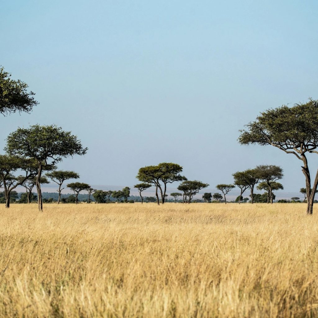 Discover a Kenya Safari From USA — Unforgettable Adventure Discover a Kenya Safari From USA — Unforgettable Adventure