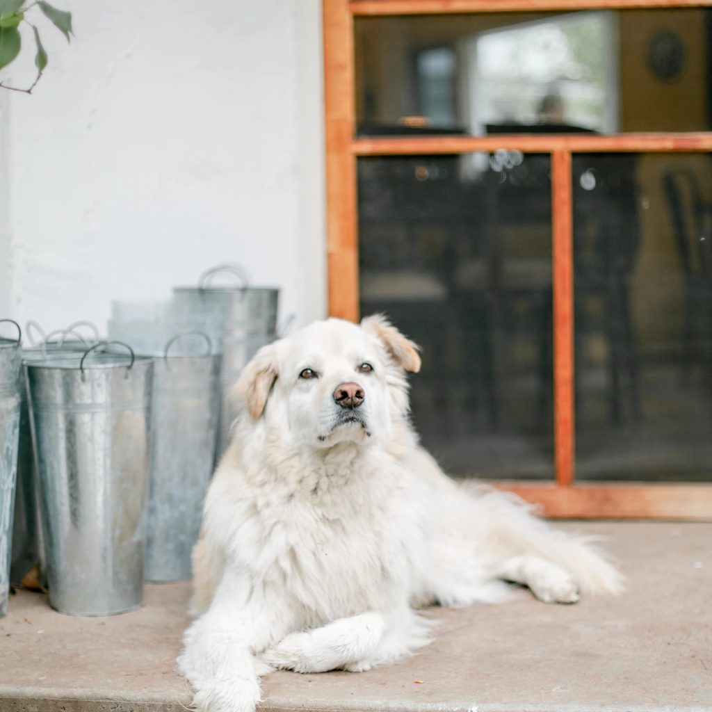 Tailored natural meals for small dogs that boost health Tailored natural meals for small dogs that boost health