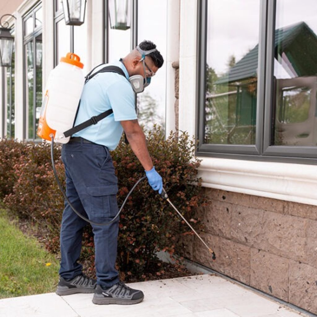 Effective Solutions to Relieve Your Home from Nuisance Fleas in Calgary Effective Solutions to Relieve Your Home from Nuisance Fleas in Calgary