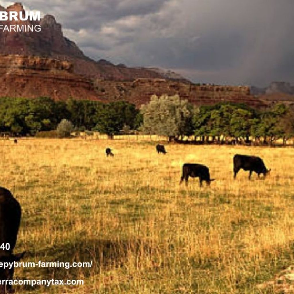 Top Santa Barbara Farm Tax CPA for Precision Planning