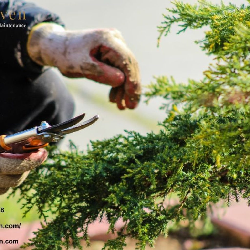 Professional Hedge Cutting in Wimbledon: Expert Care for Your Hedges